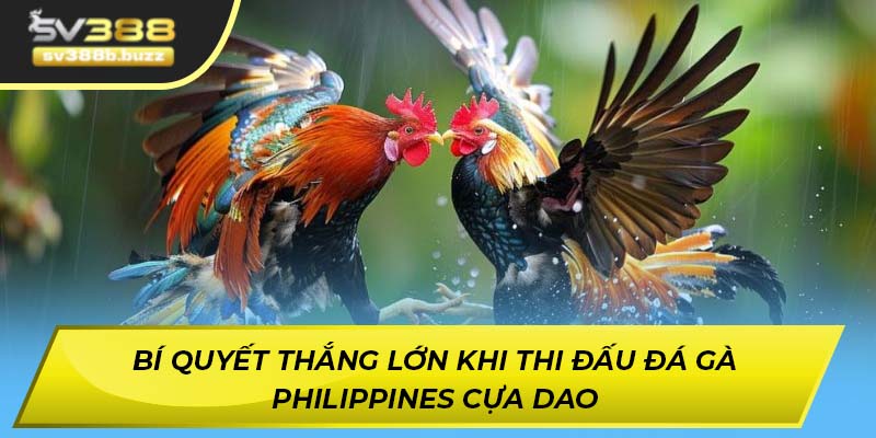 Bí quyết thắng lớn khi thi đấu đá gà Philippines cựa dao