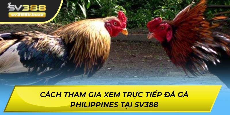 Cách tham gia xem trực tiếp đá gà Philippines