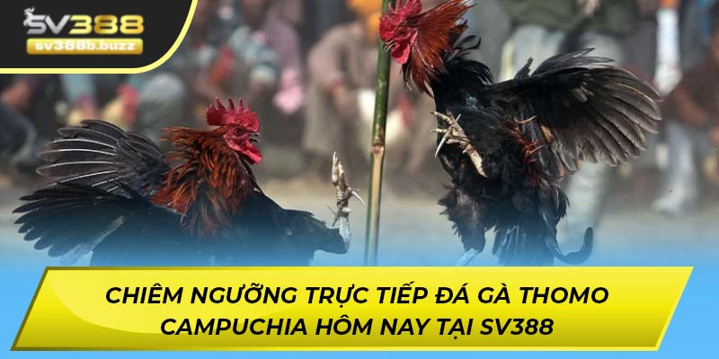 Chiêm ngưỡng trực tiếp đá gà Thomo Campuchia hôm nay tại SV388