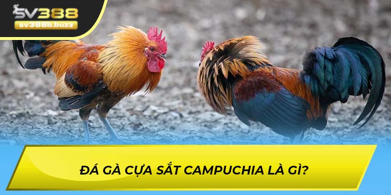 Đá gà cựa sắt Campuchia là gì?