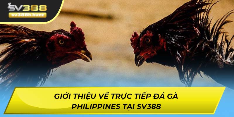 Giới thiệu về trực tiếp đá gà Philippines