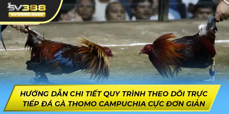 Hướng dẫn chi tiết quy trình theo dõi trực tiếp đá gà Thomo Campuchia cực đơn giản