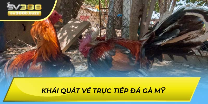 Khái quát về trực tiếp đá gà Mỹ là gì