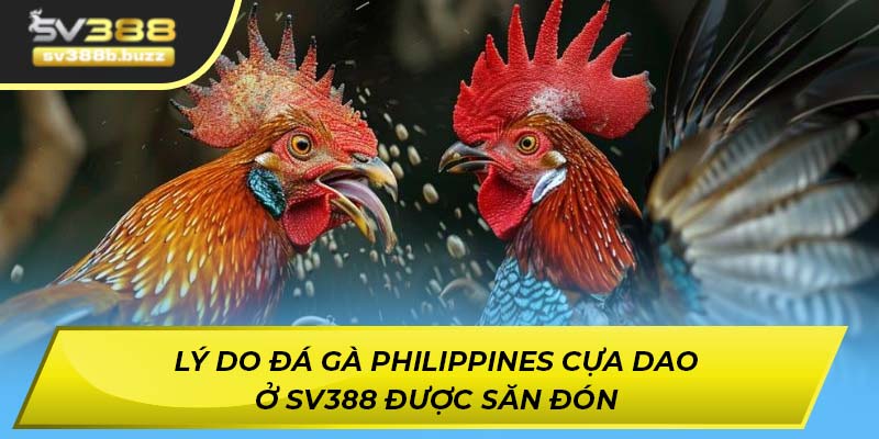 Lý do đá gà Philippines cựa dao ở SV388 được săn đón