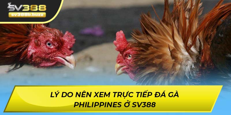 Lý do nên xem trực tiếp đá gà Philippines
