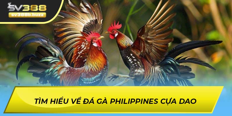 Tìm hiểu về đá gà Philippines cựa dao
