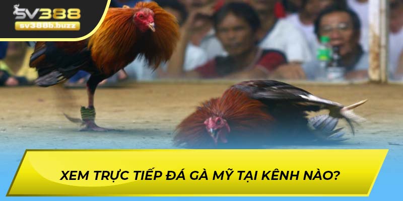 Xem trực tiếp đá gà Mỹ ở đâu?